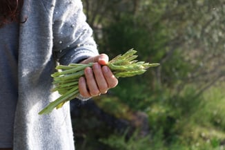 Asparagus