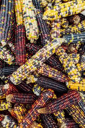 colored corn